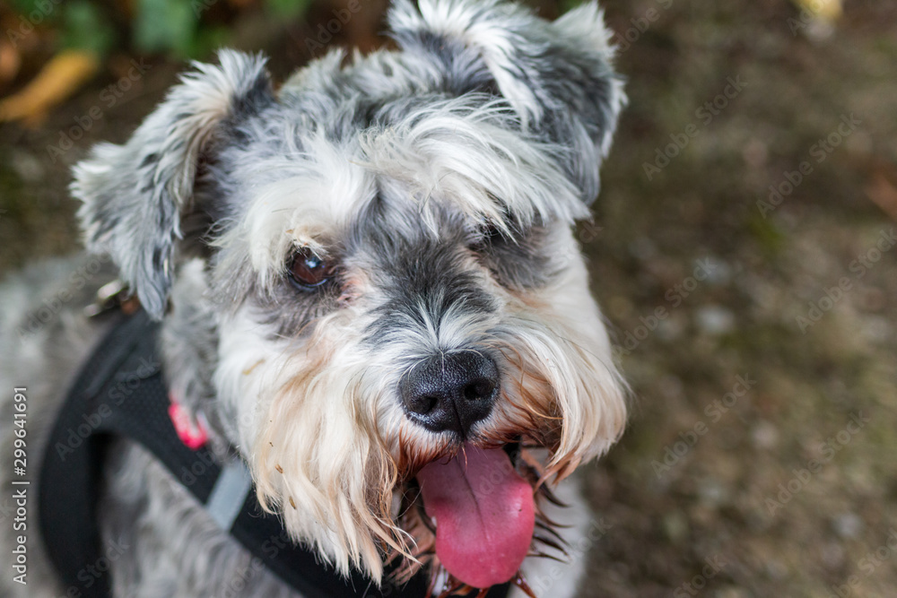 miniature schnauzer in the garden