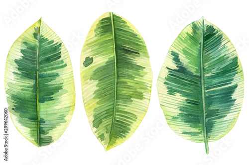 set of green leaves ficus  tropical plants on an isolated white background  watercolor illustration  painting