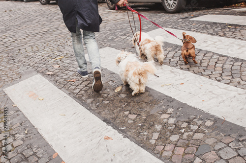 A man leads along a stone street on a leash of small dogs for a walk © andrey gonchar