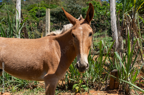 donkey in the field