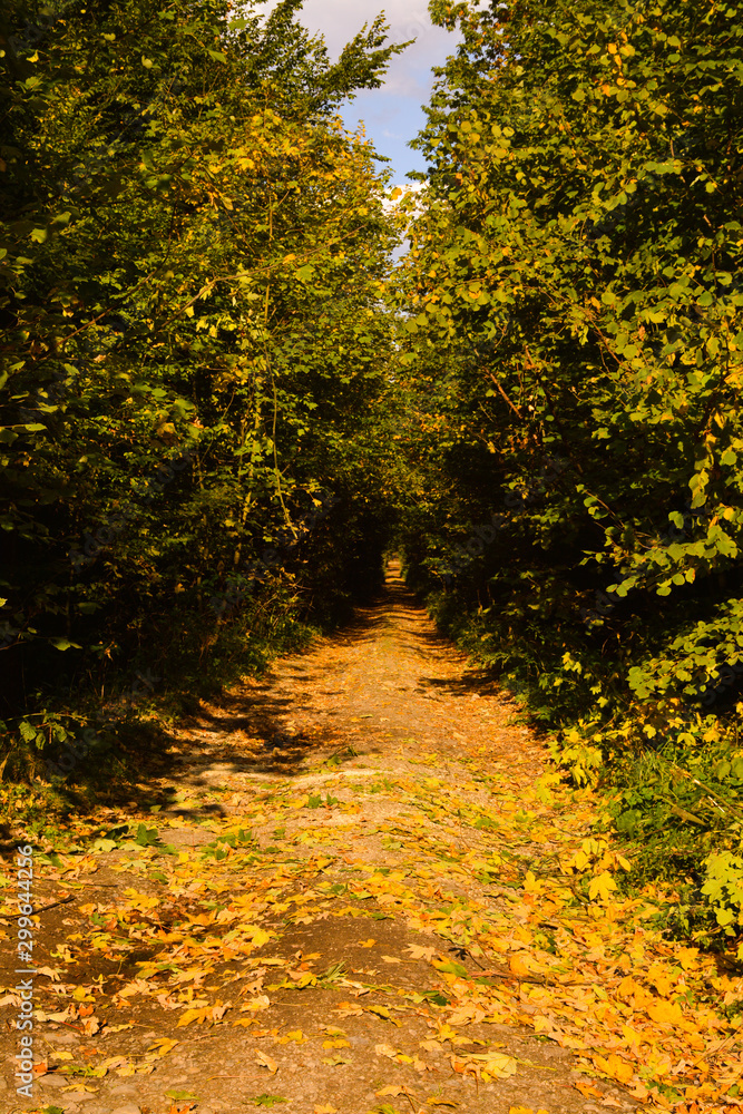 Forest road with beautiful yellow leaves in autumn