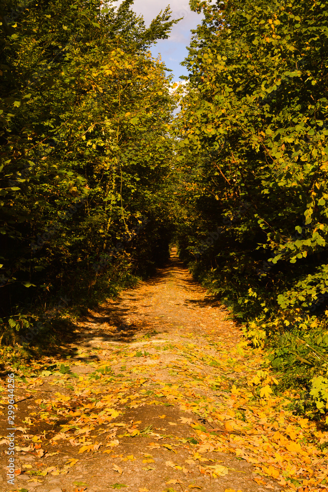 Forest road with beautiful yellow leaves in autumn Forest road with beautiful yellow leaves in autumn