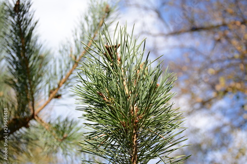 Pines and trees in the autumn against the sky