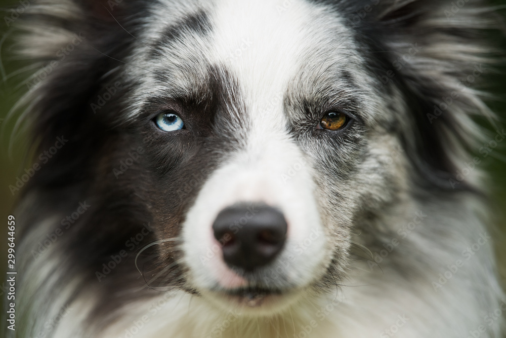 Face of a border collie dog