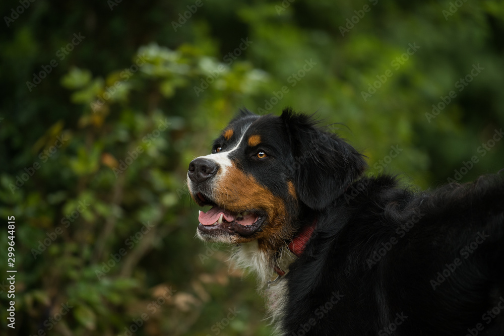 Bernese mountain dog standing in a summer garden
