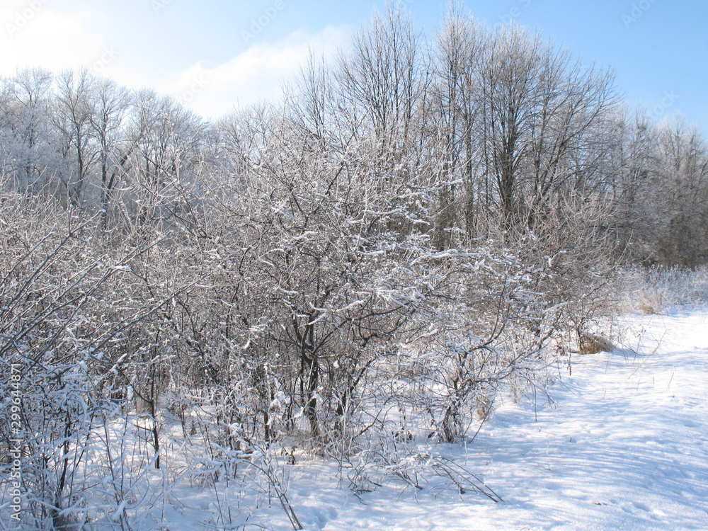 bushes and trees in winter in the snow in sunny weather, frosty winter day. bushes and trees in winter in the snow in sunny weather, frosty winter day.