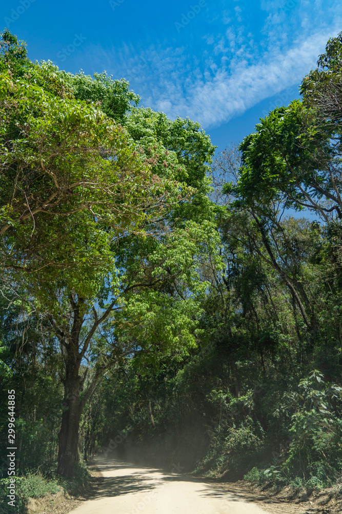 Fototapeta premium trees and blue sky