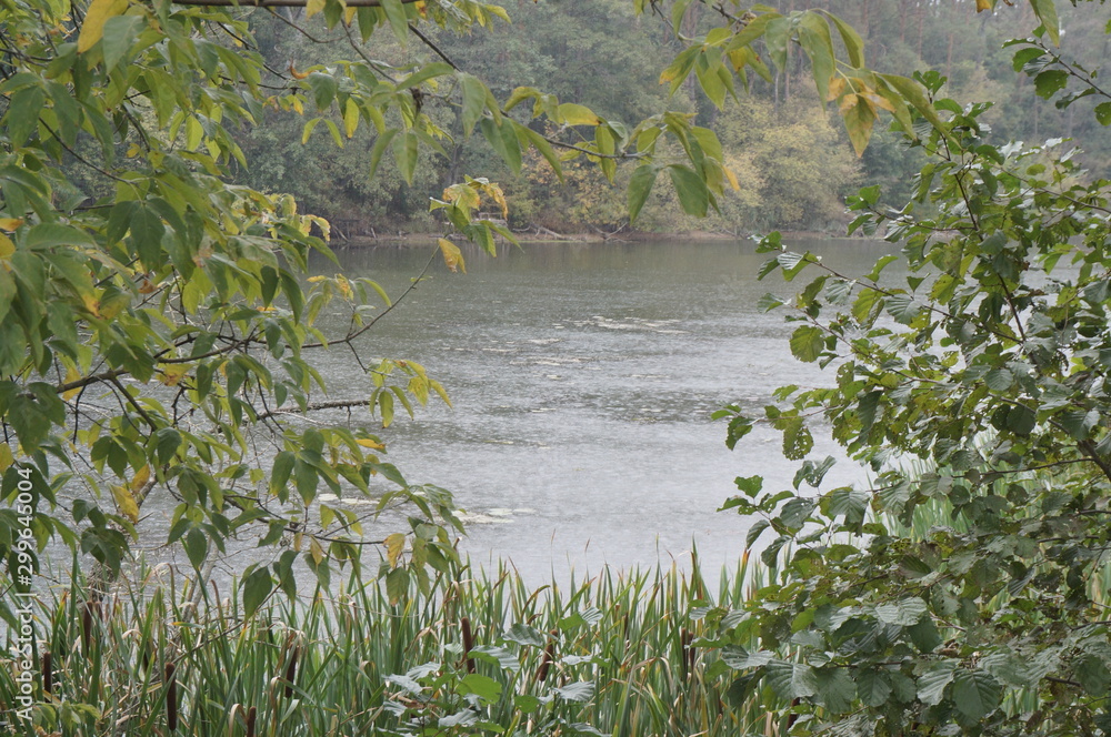 Naklejka premium Tree branches on a rainy autumn day and raindrops in the river, cloudy weather