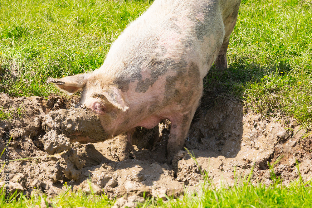 Rescued pig is taking a bath in a mud hole in an animal sanctuary Rescued pig is taking a bath in a mud hole in an animal sanctuary
