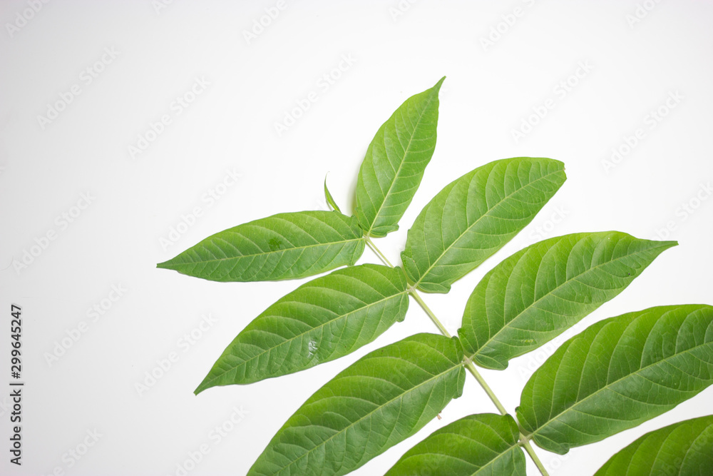 Wild green herb branch with lots of leaves Wild green herb branch with lots of leaves