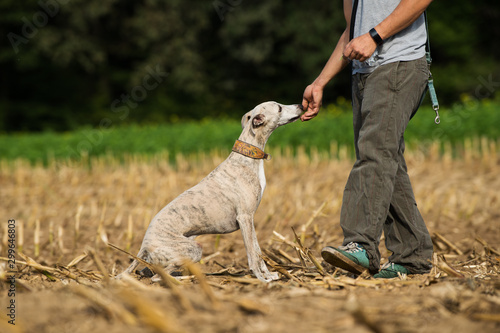 Dog owner gives his dog a reward