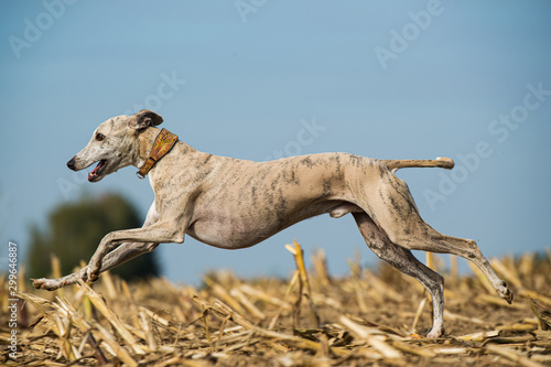 Running whippet dog running in a stubblefield