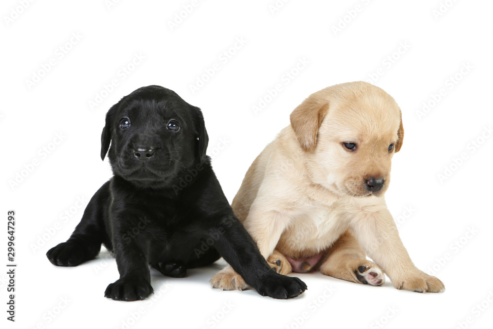 Labrador puppies isolated on white background Labrador puppies isolated on white background