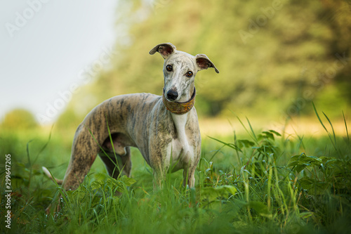 Fototapeta Naklejka Na Ścianę i Meble -  Whippet dog in a meadow