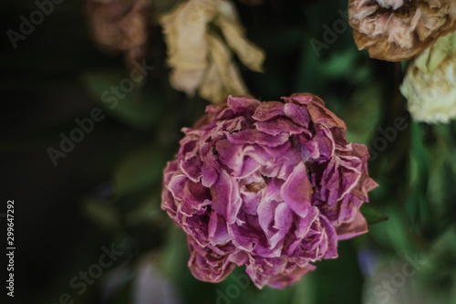 withered flowers in a bouquet, close up