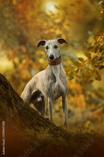 Whippet dog standing under a autumn tree