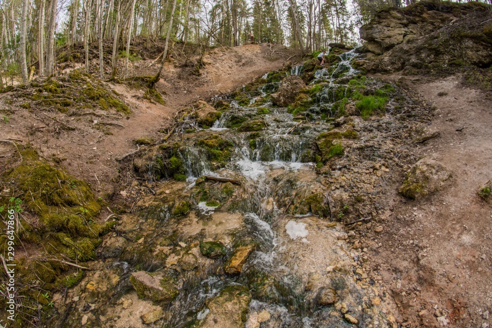stream in forest stream in forest