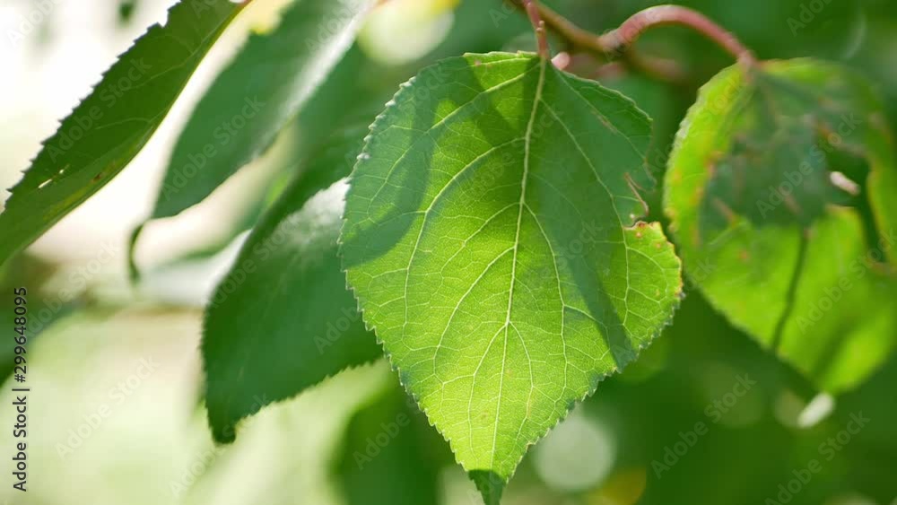 close-up of green leaves on a tree moving by light wind blow, transparent or translucent with cells visible, sunlight sun rays goes through the leaf. 4k uhd video footage close-up of green leaves on a tree moving by light wind blow, transparent or translucent with cells visible, sunlight sun rays goes through the leaf. 4k uhd video footage