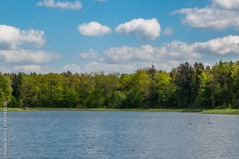 lake in forest