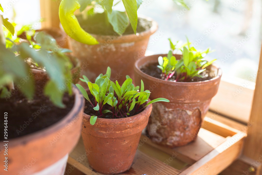 Rustic weathered clay pots with various seedlings on a wooden shelf in an allotment green house