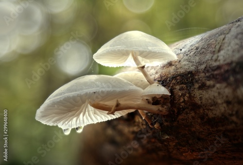 Pilze im Herbstwald.