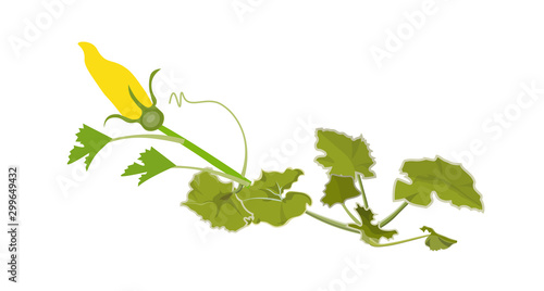 Pumpkin plant vector isolated on white background