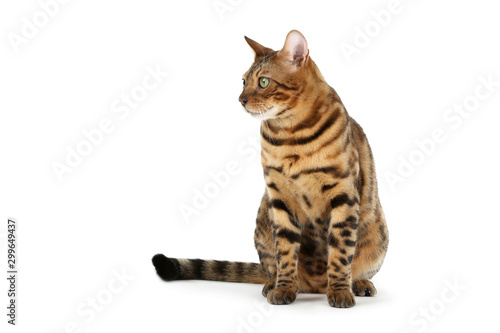 Beautiful brown cat isolated on white background