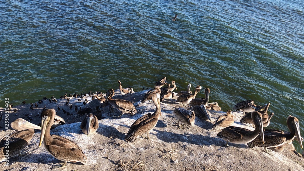 Fototapeta premium Pelicans gathering at San Luis Obispo Bay in California