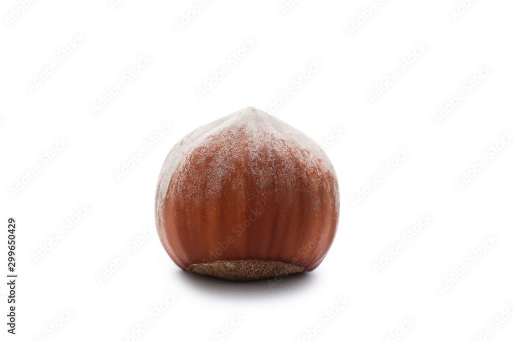 Hazelnut isolated on white background Hazelnut isolated on white background