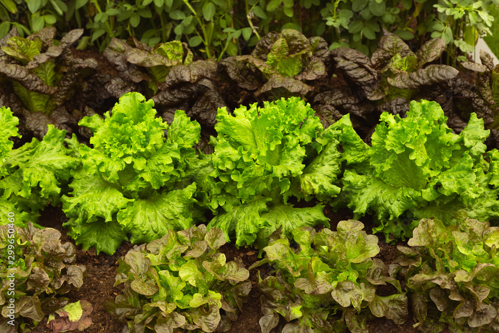 Summer crisp batavian lettuce varieties growing in organic garden Summer crisp batavian lettuce varieties growing in organic garden