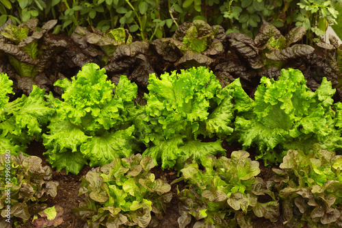 Summer crisp batavian lettuce varieties growing in organic garden