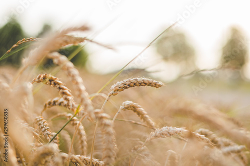 ear of wheat