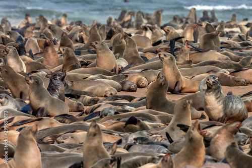 Cape Cross Seal Colony - Skeleton Coast - Namibia