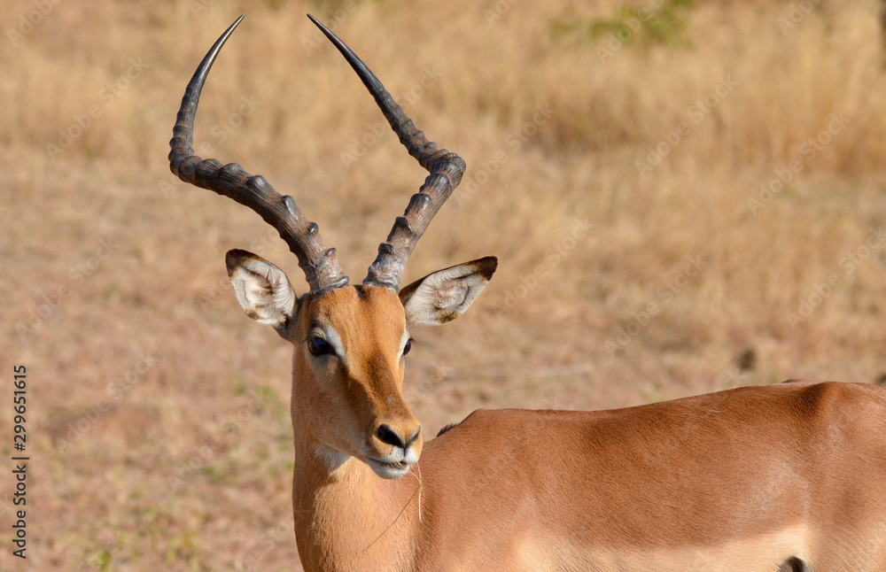 A male impala makes his way through Kruger National Park.