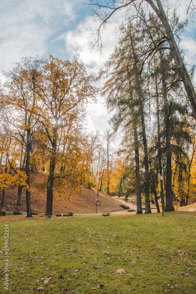 Fototapeta premium park in the autumn 