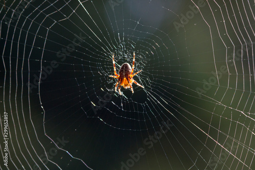 Spider on a web.