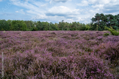 Naturschutzgebiet Buurserzand