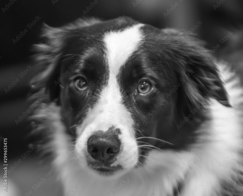 border collie portrait in black and white 