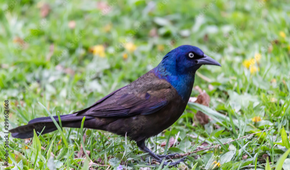 Fototapeta premium grackle on the green grass 