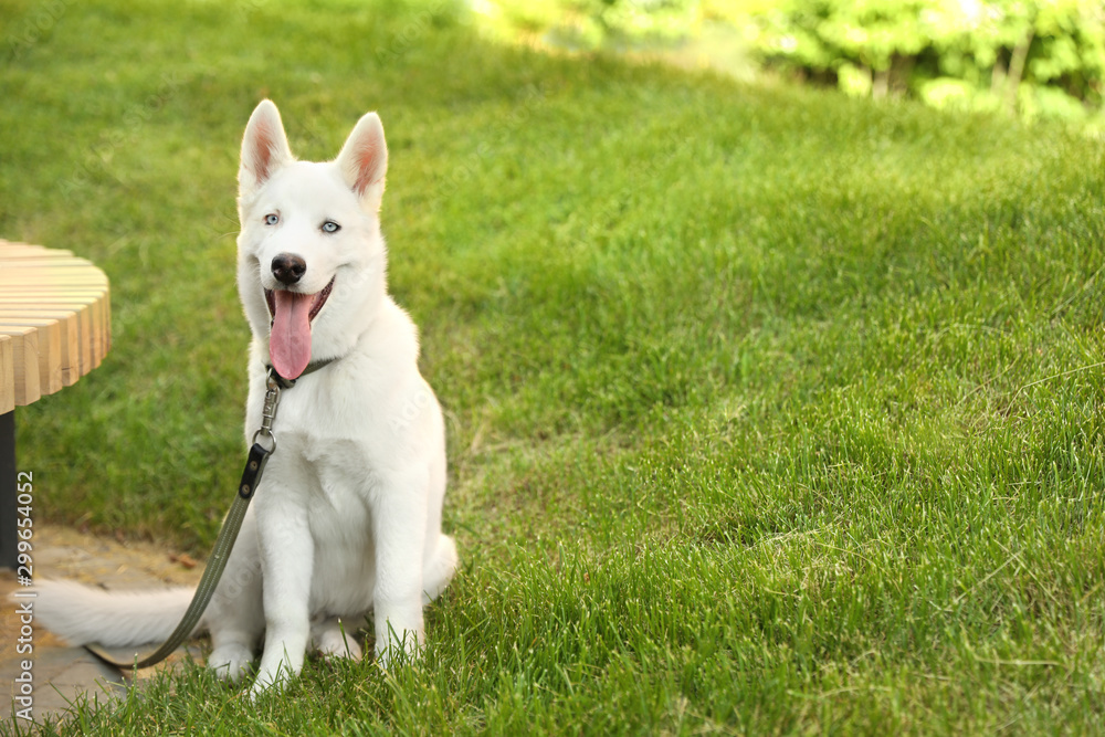 White siberian husky dog on walk in park. Space for text