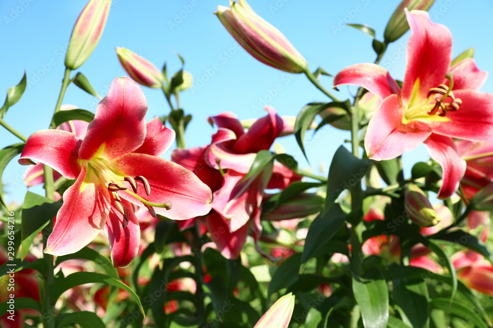 Obraz premium Beautiful bright pink lilies growing at flower field, closeup