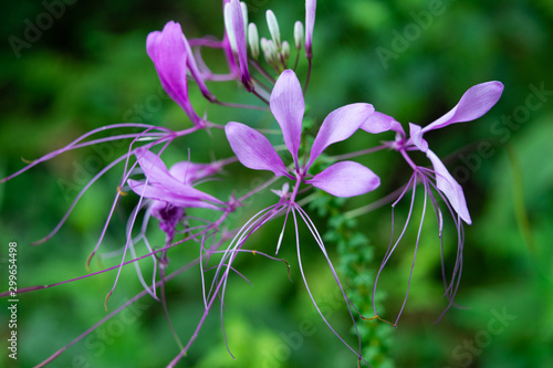 cleome rosa