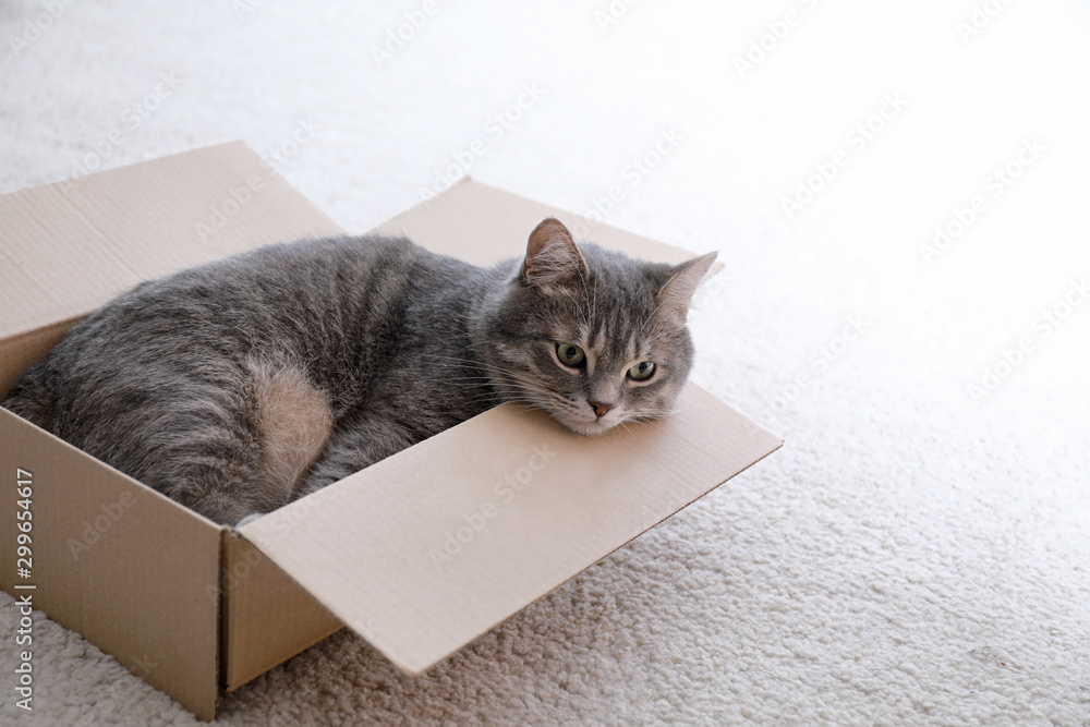 Naklejka Cute grey tabby cat in cardboard box on floor at home