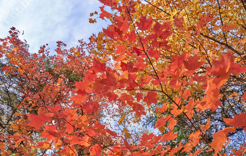 Fall colors in Canada © Subhro
