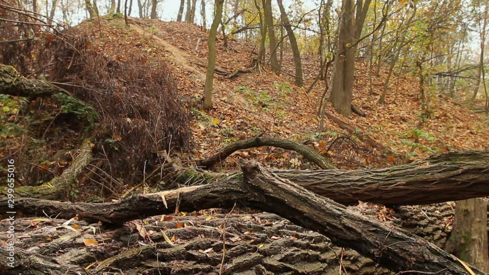 autumn, the trunk of a broken tree, the movement of the camera back from the fallen part of the tree to long shot, full hd, no sound. autumn, the trunk of a broken tree, the movement of the camera back from the fallen part of the tree to long shot, full hd, no sound.