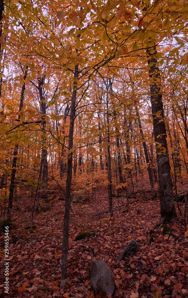 Fototapeta premium Fall colors in Canada