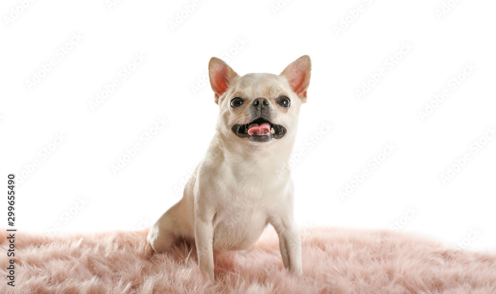 Adorable Toy Terrier on pink faux fur against white background. Domestic dog