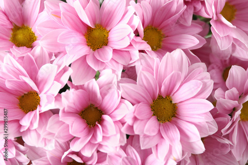 Beautiful pink chamomile flowers as background, closeup