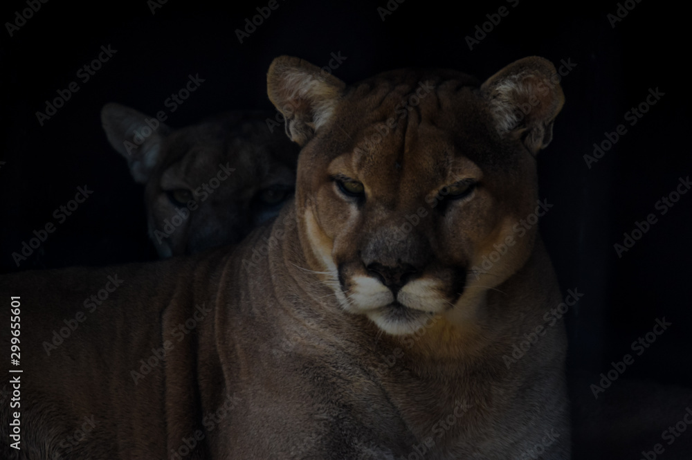 Fototapeta premium Closeup portrait of a captive Cougar also known as Puma in a Zoo in South Africa
