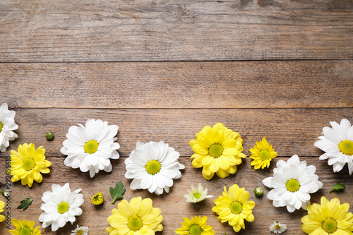Beautiful chamomile flowers on wooden background  flat lay. Space for text
